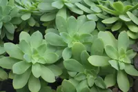 Palmer's Sedum