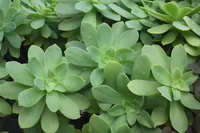 Palmer's Sedum (Sedum palmeri) plant
