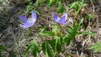 Oregon anemone