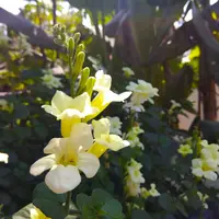 Chinese violet