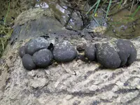 Cramp balls (Daldinia concentrica) plant