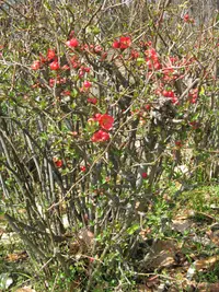 flowering quince