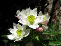 Narcissus-flowered Anemone