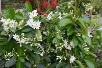Madagascar jasmine (Stephanotis floribunda) plant