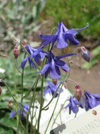 Einsel's Columbine