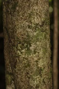 Talisia hexaphylla