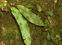 Elaphoglossum hybridum (Elaphoglossum hybridum) plant