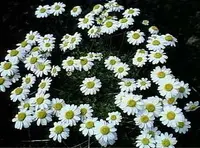 Anthemis aetnensis