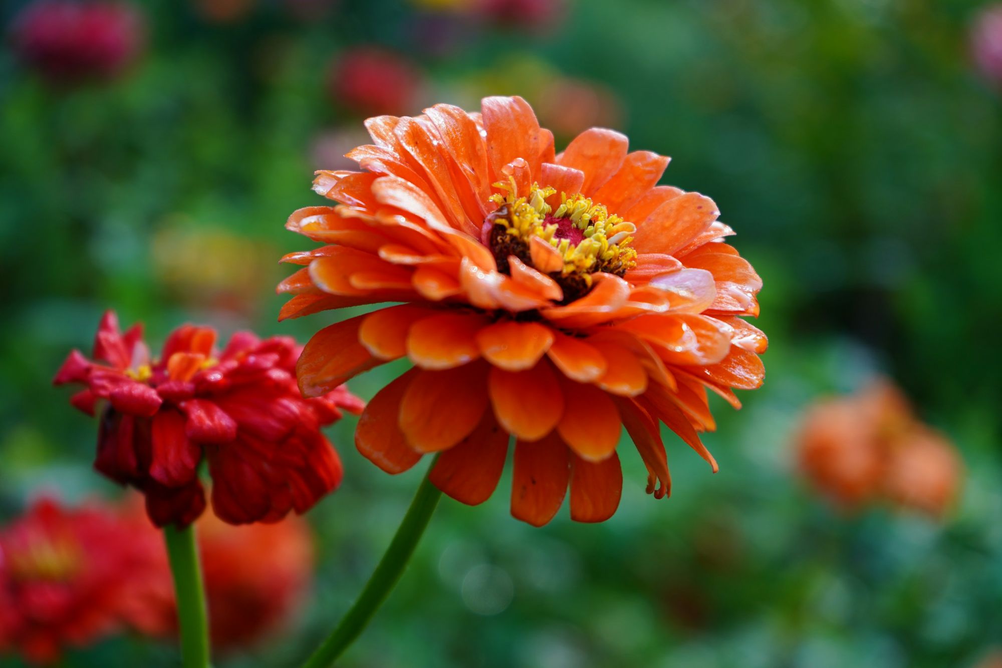 10 Easy Garden Flowers to Grow - Zinnia