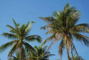 palms