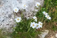 Alpine Sneezewort (Achillea oxyloba) plant