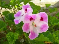 regal pelargonium