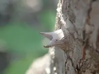 Anthocleista djalonensis