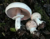 Felt-ringed Agaricus