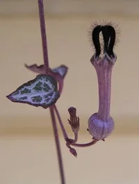 Rosary Vine