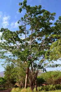 African locust bean (Parkia filicoidea) plant