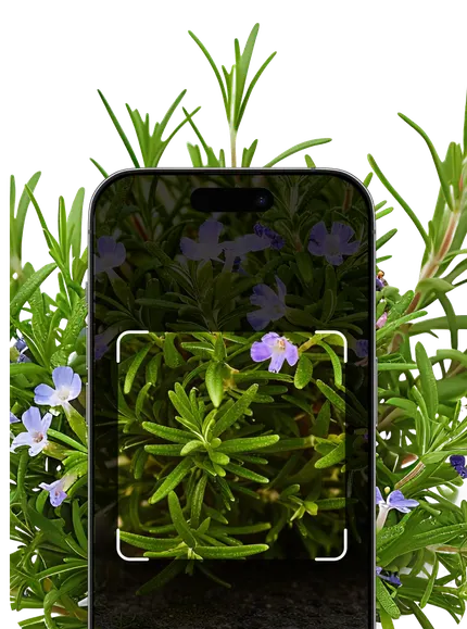 Herb Identification – Hero Mobile