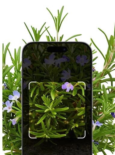 Herb Identification – Hero Mobile