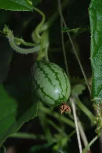 Mexican Sour Gherkin