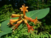 Orange Honeysuckle (Lonicera ciliosa) plant