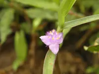 Creeping Cradle Plant