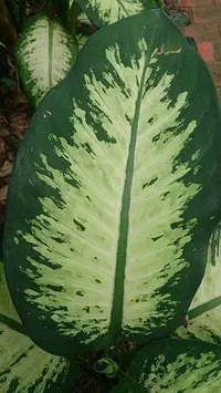 Dumbcane
