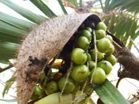 Guinea bactris (Bactris guineensis) plant