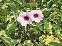 Pandorea jasminoides flowers