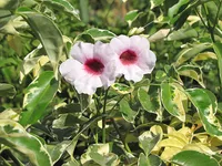 Pandorea jasminoides flowers