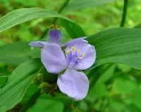 zigzag spiderwort (Tradescantia subaspera) plant