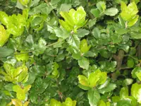 coast live oak