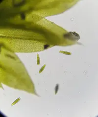 zygodon moss