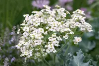 Crambe maritima flowers