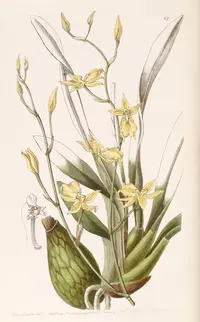 Golden Cyrtochilum