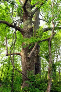 white ash (Fraxinus americana) plant