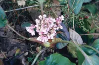 Bergenia × schmidtii flowers