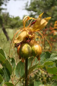 Polynesian arrowroot