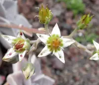 Graptopetalum paraguayense flowers