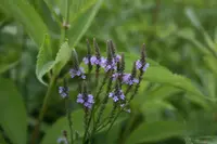 Blue vervain (Verbena hastata) plant
