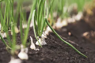 bulbs
