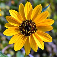 cucumberleaf sunflower (Helianthus debilis) plant