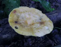 Bresadolia craterella