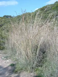 Mountain Andropogon