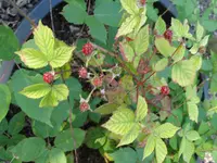 furrowed-stem bramble