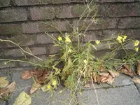 perennial wallrocket