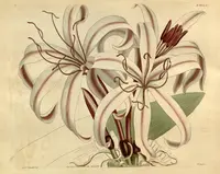 Giant Spider Lily