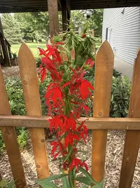 Cardinal flower photo by a Botan App user