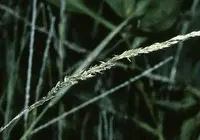 nimblewill