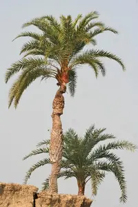 wild date palm (Phoenix sylvestris) plant