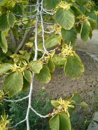 witch-hazel